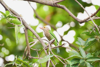 Barbet bird perched on branch isolated on nature background