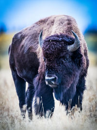 View of a horse on field