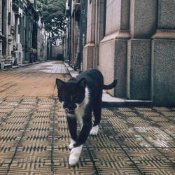 Cat looking up at home