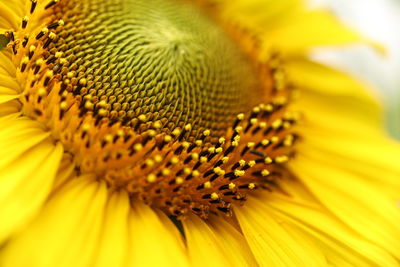 Close-up of sunflower