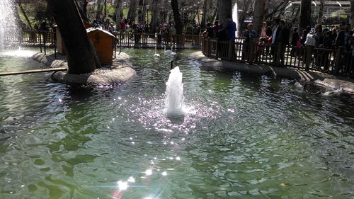 Swan swimming in water