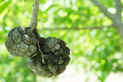 Close-up of rotting custard apple hanging on tree