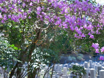 Close-up of purple flowering plants