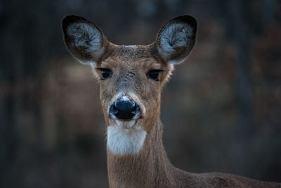 Close-up portrait of lion