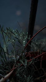 Close-up of wet grass on field