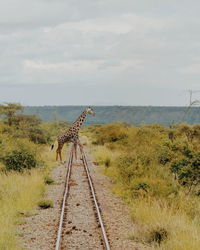 Giraffe crossing the rail line in magadi, rift valley