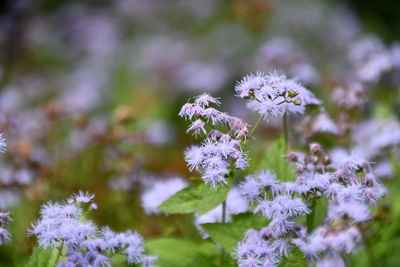 Close-up of purple flowering plant on field