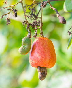 Close-up of fruits hanging on tree