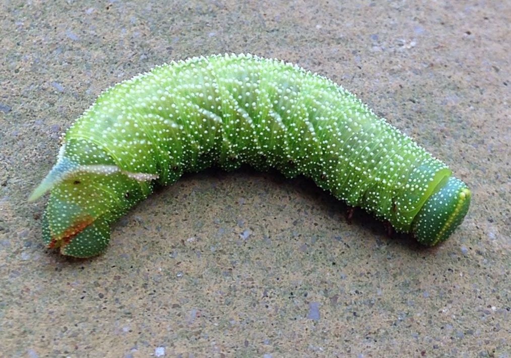 green, caterpillar, no people, animal, larva, high angle view, one animal, day, insect, animal themes, nature, moths and butterflies, animal wildlife, wildlife, grass, outdoors, close-up, land