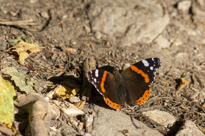 Close-up of butterfly on rock