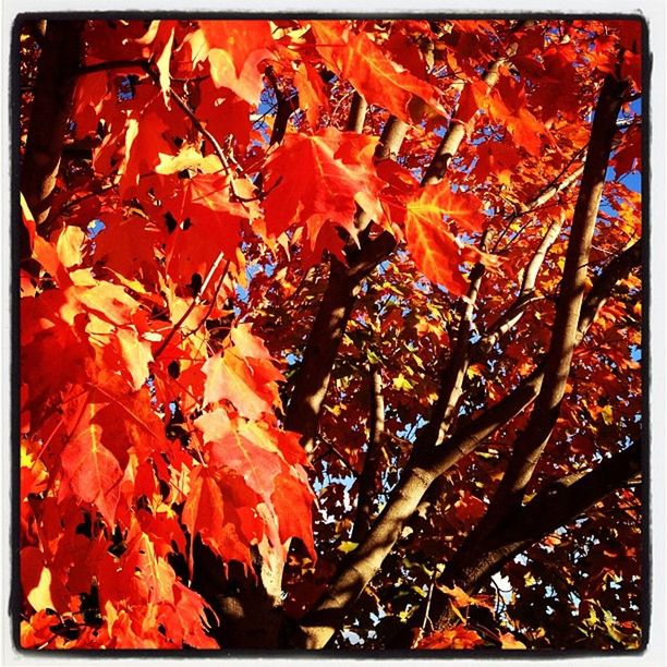 LOW ANGLE VIEW OF LEAVES ON TREE BRANCH