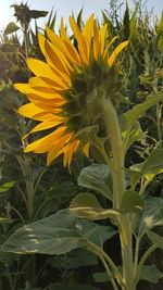 Close-up of sunflower on field