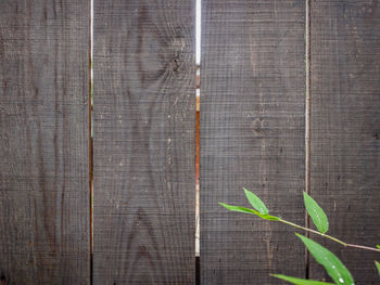 High angle view of plants growing on wood against wall