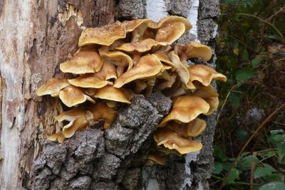 Close-up of mushrooms growing on tree trunk in forest
