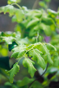 Close-up of green plant