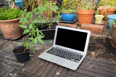 Potted plants on table in yard