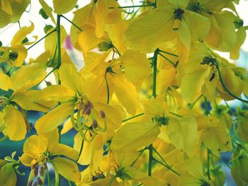 Close-up of yellow flowers