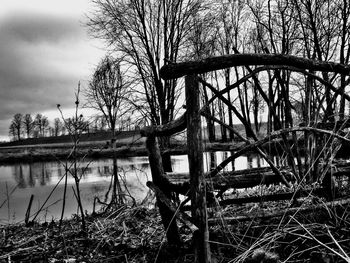 Bare trees in calm lake