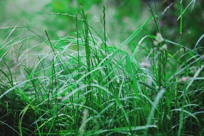 Close-up of grass growing on field