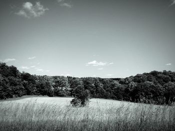 Scenic view of field and trees against sky