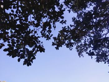 Low angle view of tree against clear blue sky