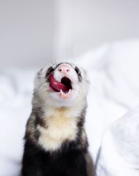 Close-up of dog yawning