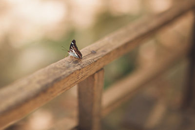 High angle view of butterfly on railing