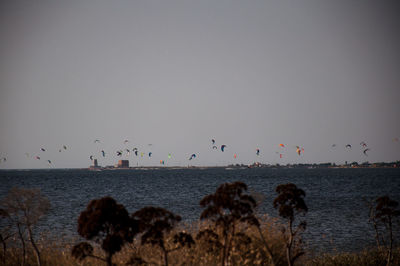 Birds flying over sea against clear sky