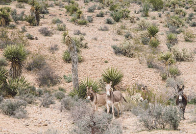 Donkeys standing at desert