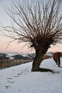Bare tree on frozen landscape against sky during winter