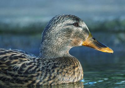 Close-up of duck swimming in lake