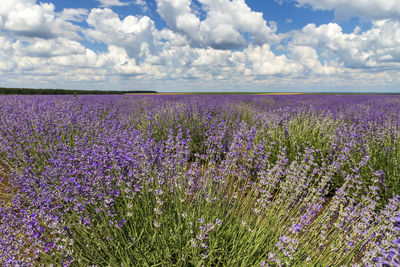 Purple flowering plants on field against sky