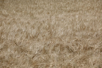 Full frame shot of crops on field