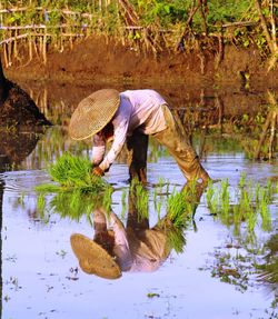 A farmer planting rice on the field