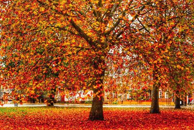 Trees during autumn