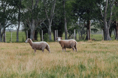 Sheep standing in a field