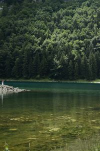 Scenic view of lake in forest