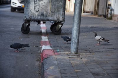 Low section of birds perching on road
