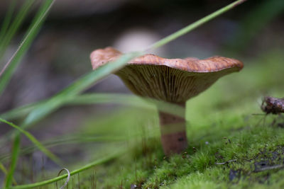 Close-up of mushroom in grass