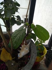 High angle view of potted plant