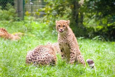 Gepard in a field