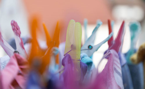 Close-up of multi colored flower
