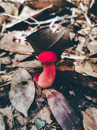 High angle view of mushrooms growing on field