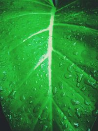 Full frame shot of wet leaves