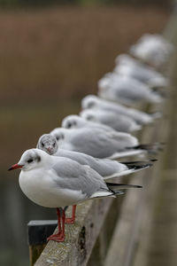 Close-up of seagull perching on wooden post