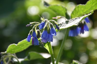 Close-up of purple flowering plant