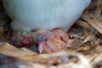 Close-up of a bird