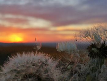 Close-up of dandelion on field against sky during sunset