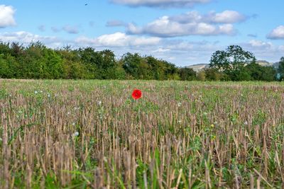 Red poppy flowers growing on field against sky