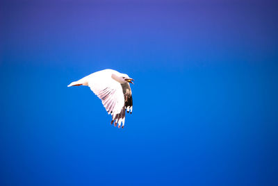 Low angle view of bird flying